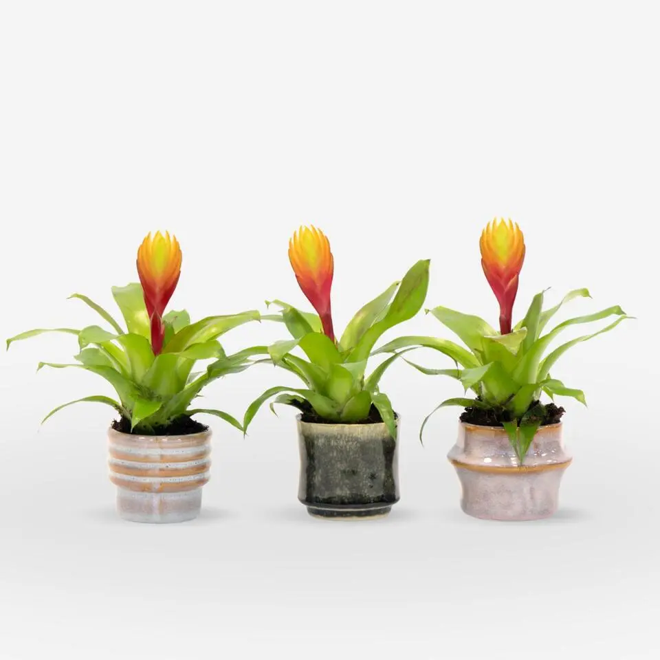 Tillandsia Vriesea 'Dorado' - Set van 3 - Hoogte 15-25cm - ø7cm