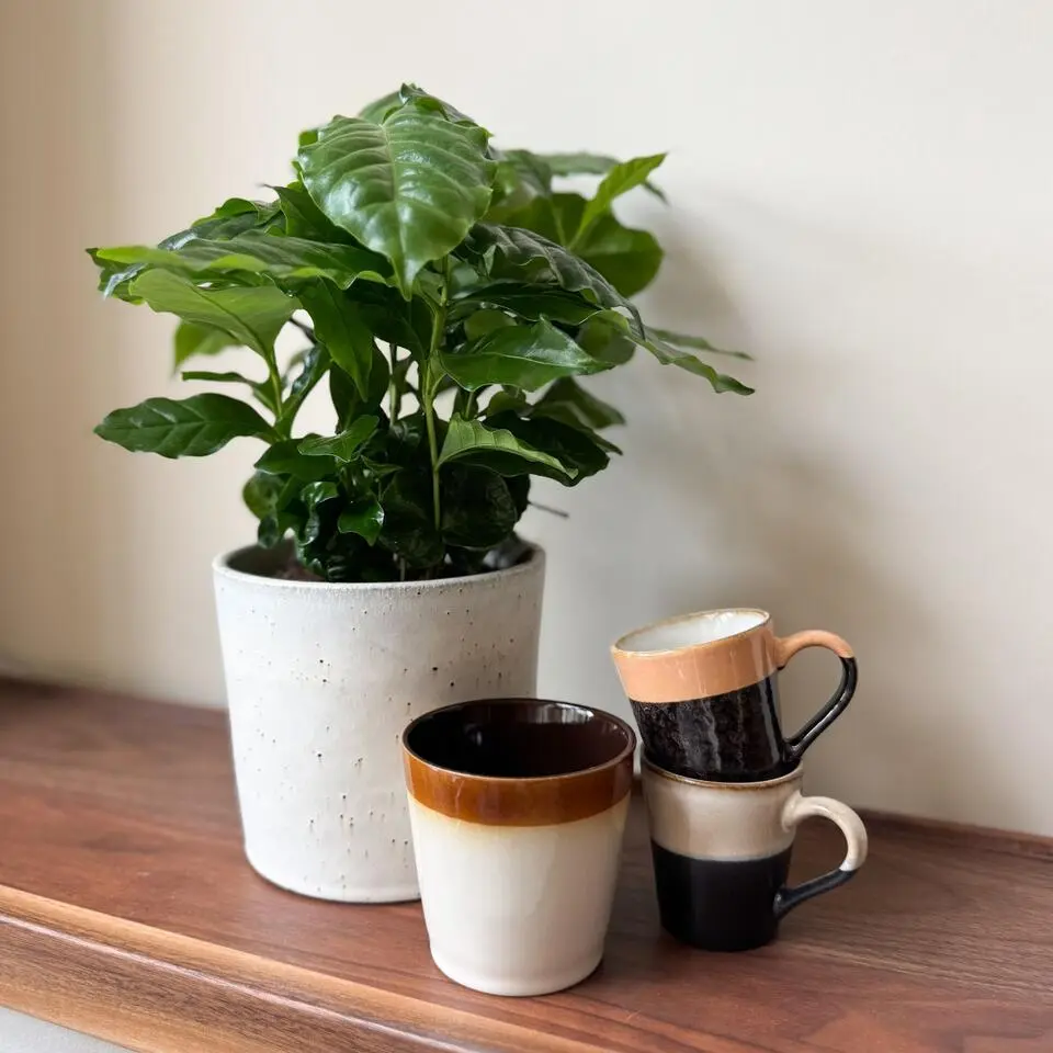 Koffieplant - Set van 2 - Coffea arabica - Hoogte 25-40cm - ⌀12cm