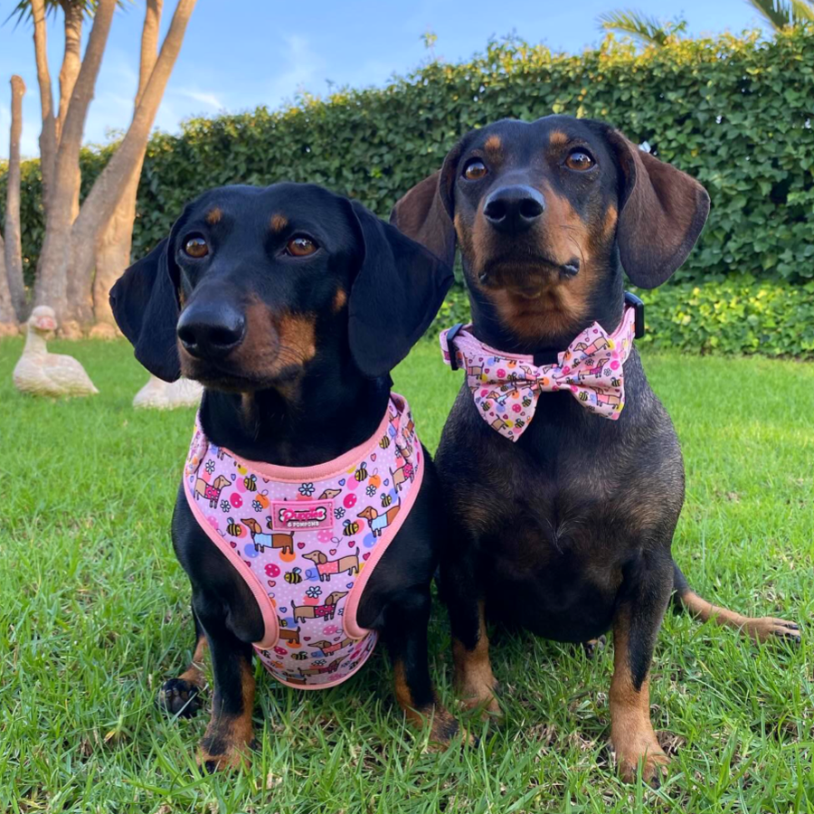 Coleira - Dachshunds Bee Happy