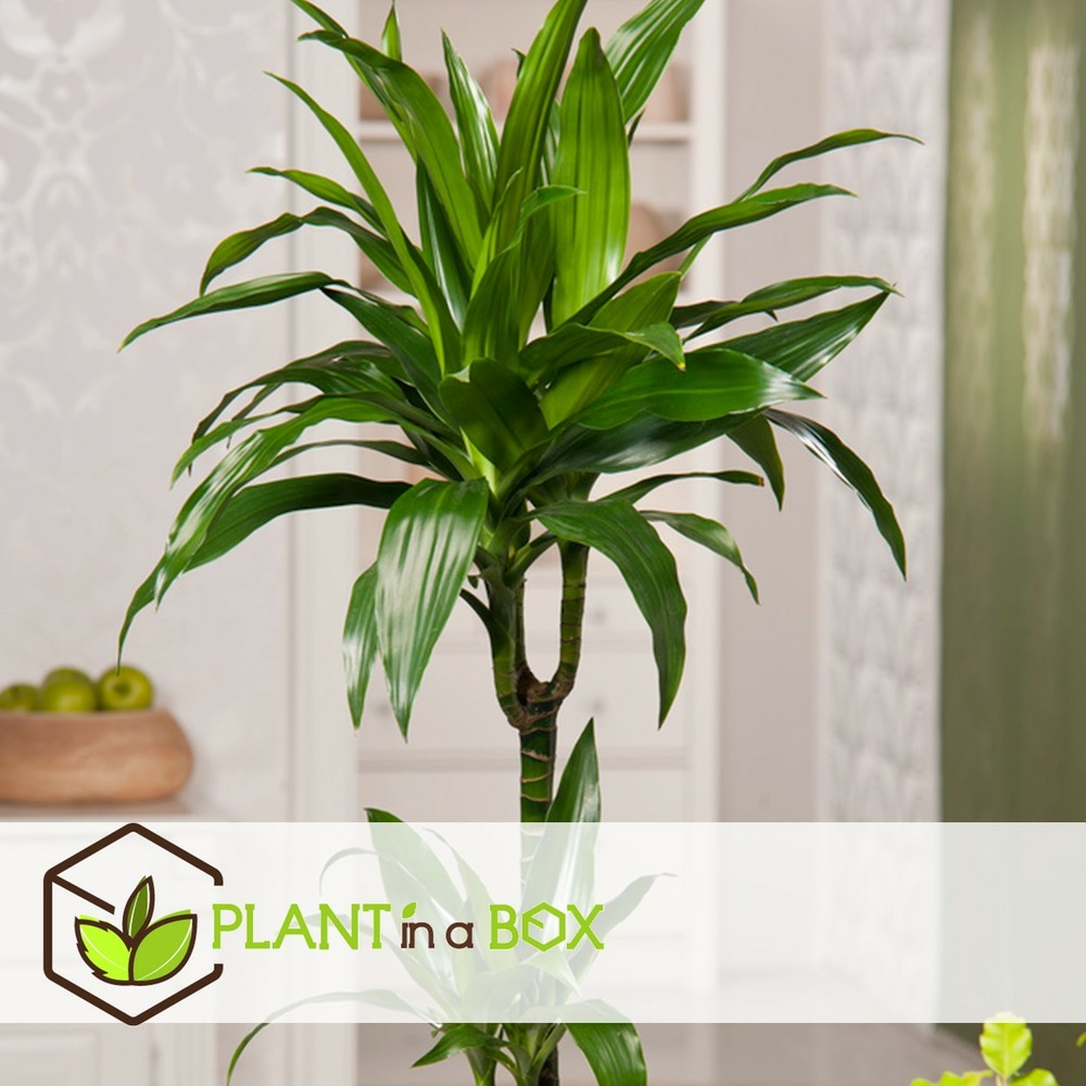 Dracaena deremensis janet craig - pot 17cm - hauteur 60-70cm