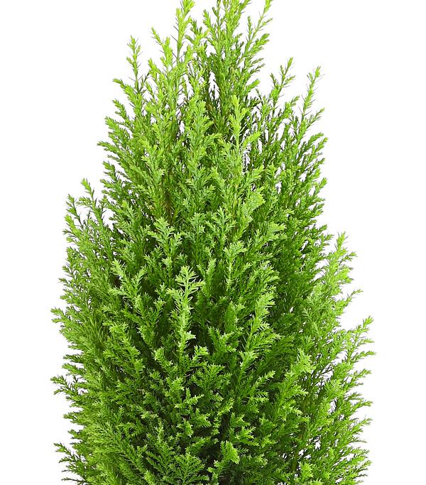 Scheinzypresse 'Ellwood's Gold'