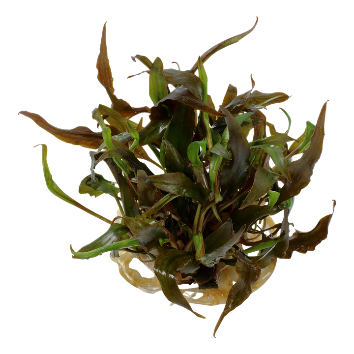 Waterplant Cryptocoryne Undulata Broad Leaf