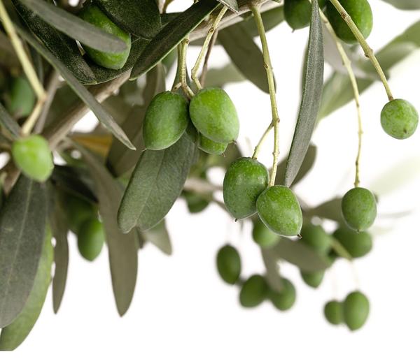 Olive, Stämmchen