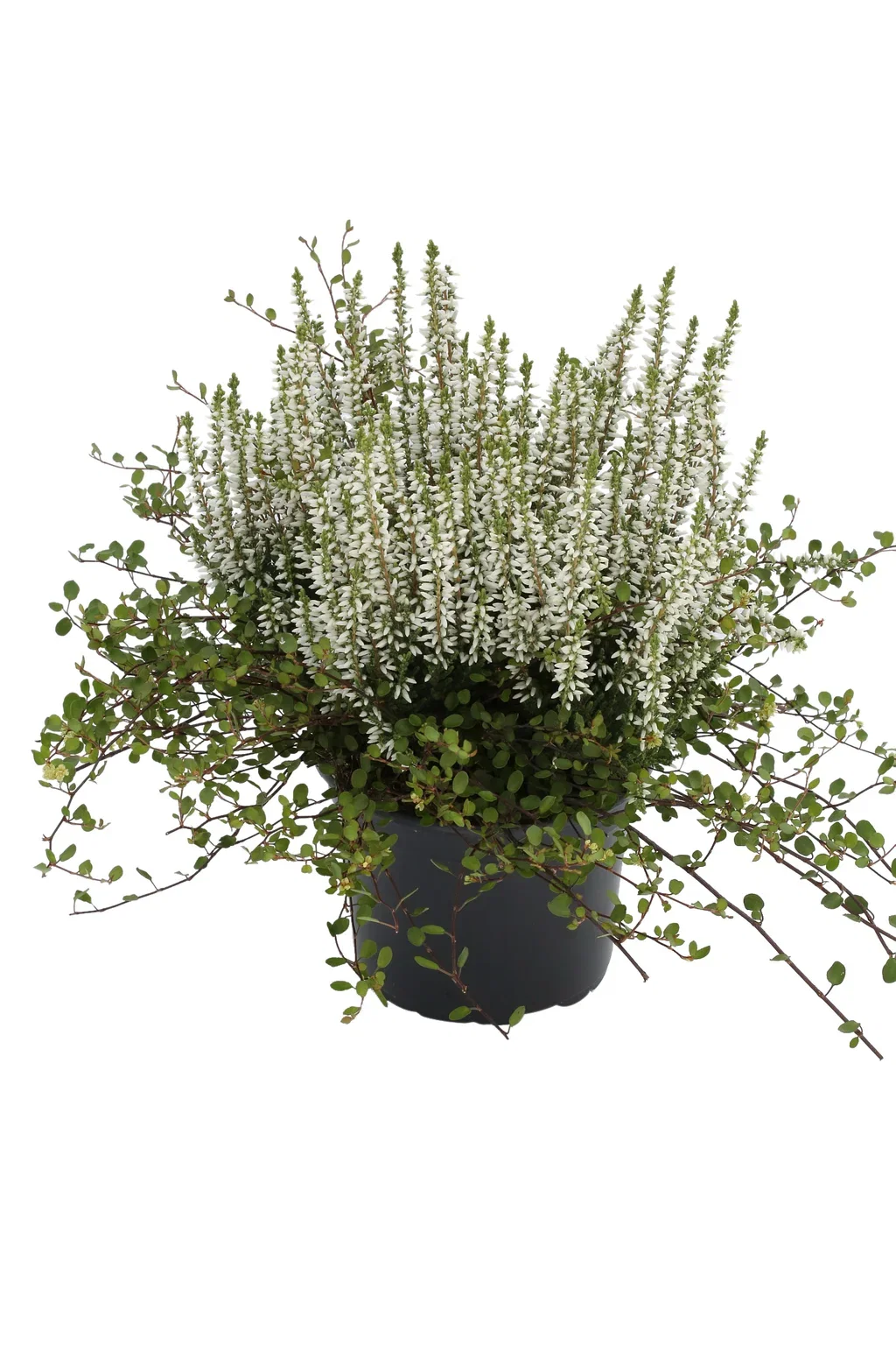 Calluna / Muehlenbeckia Høstlyng   Muehlenbeckia Ø11 cm