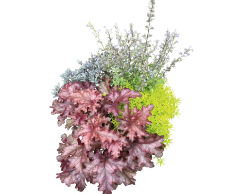 Herfstmagie Gemengde Planten Ø 24 cm Pot