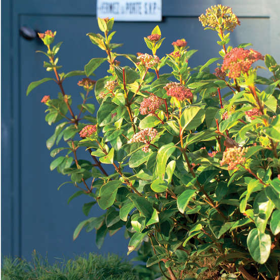 Viburnum Tinus Lisa Rose® Pot 7,5L