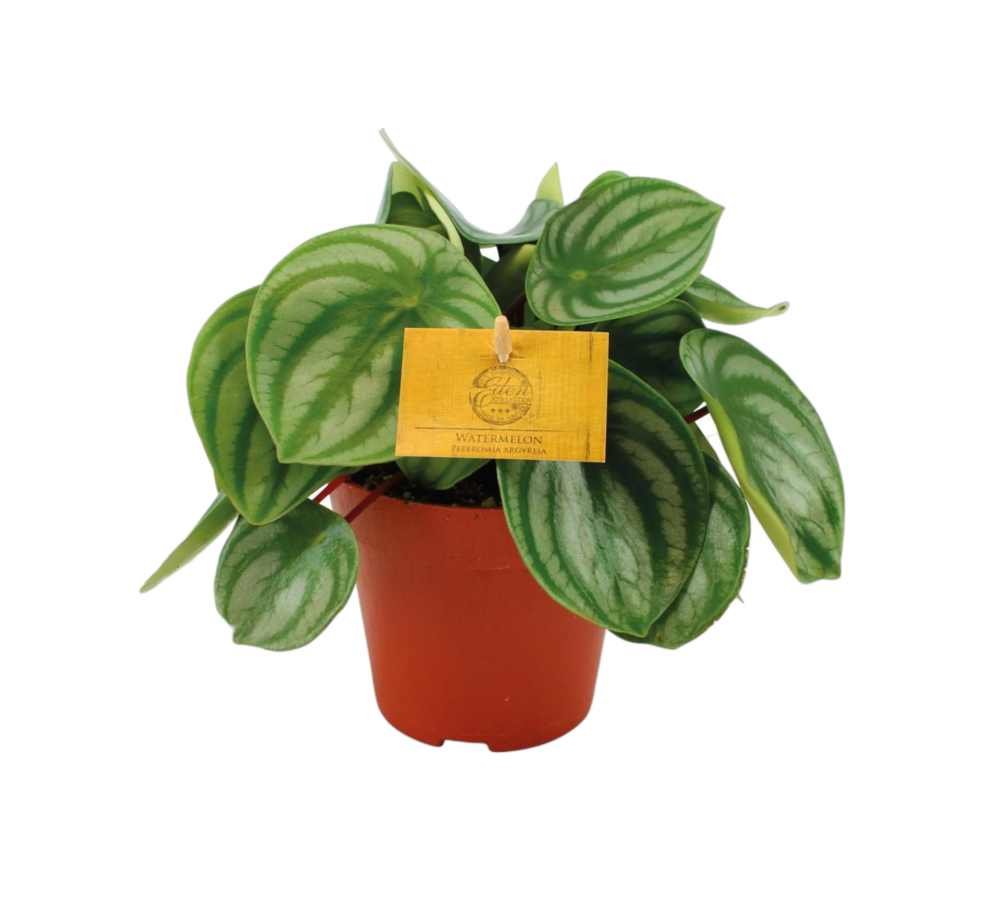 Plante d'intérieur - peperomia argyreia 20cm