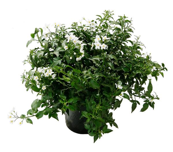 Jasminblütiger Nachtschatten