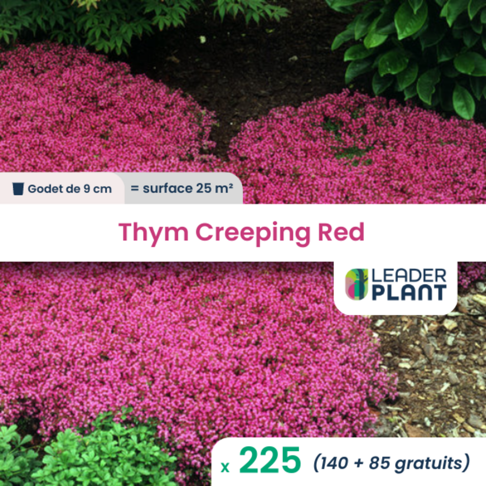 Thym creeping red ®