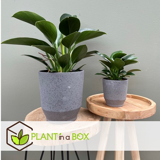 Philodendron green princess