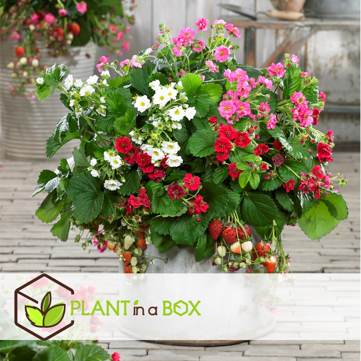 Fragaria summer breeze - mélange de 6 - pot 10.5cm - hauteur 15-25cm