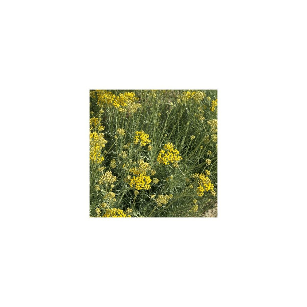 Immortelle italicum ssp. Serotinum/helichrysum italicum ssp. Serotinum[-]godet - 5/20 cm