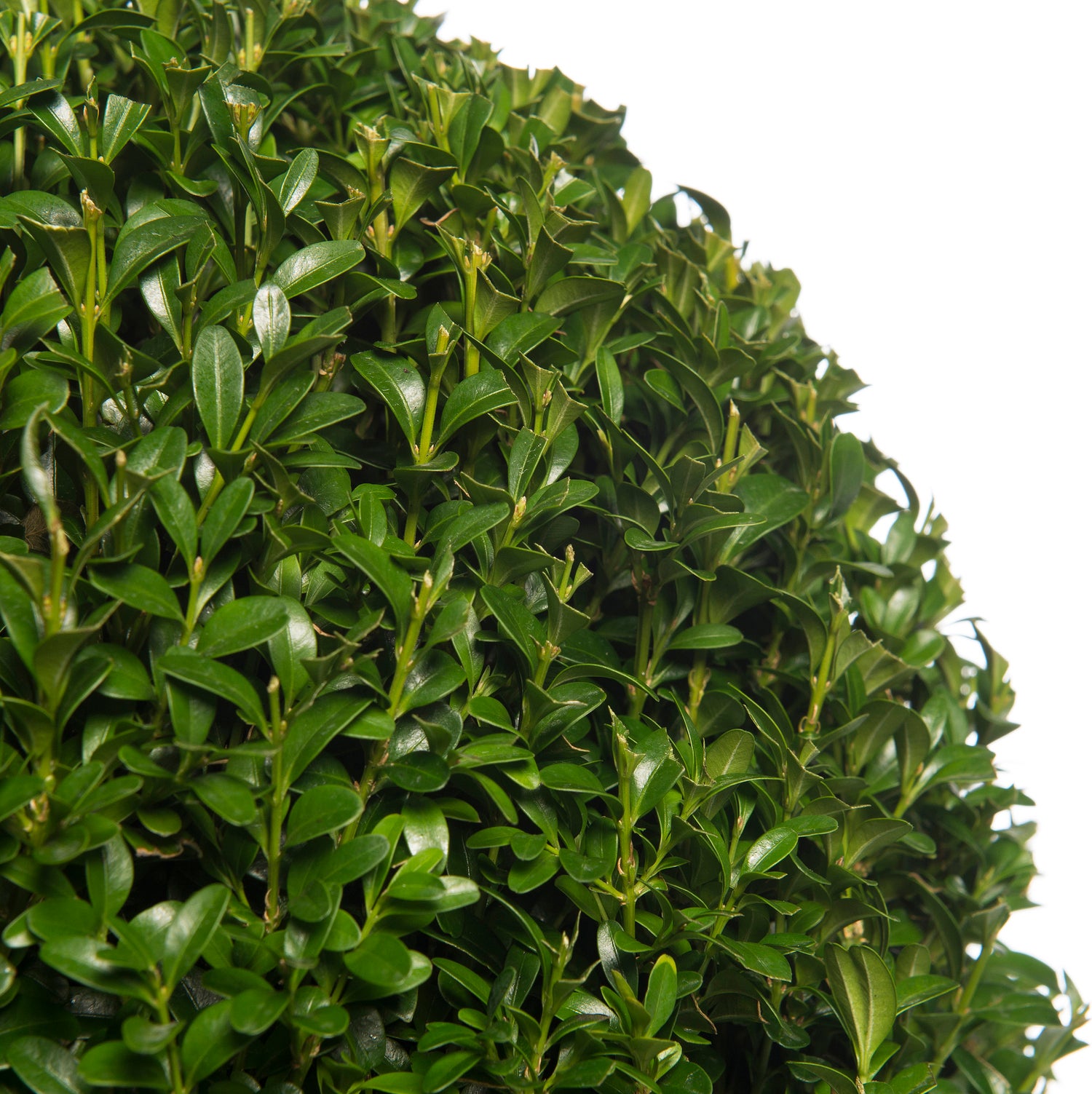 Buxus bolvorm (Buxus sempervirens) D 29 H 55 cm