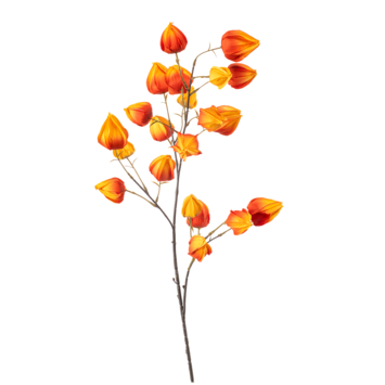 Physalis spray oranje 90cm