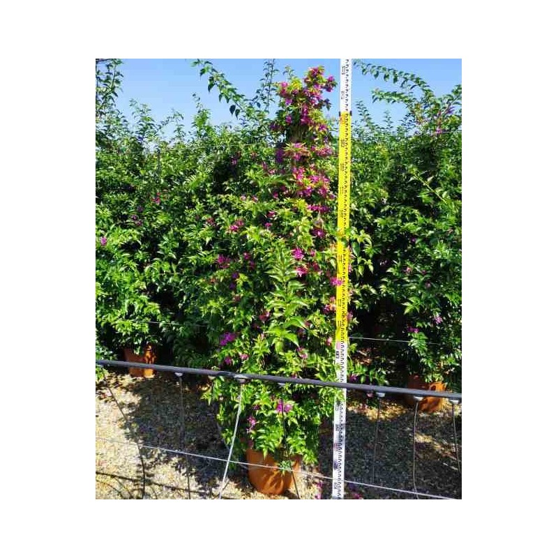 Bougainvillea vera (bougainvillier très florifère) taille pot de 15l- tige spirale - 110/130cm