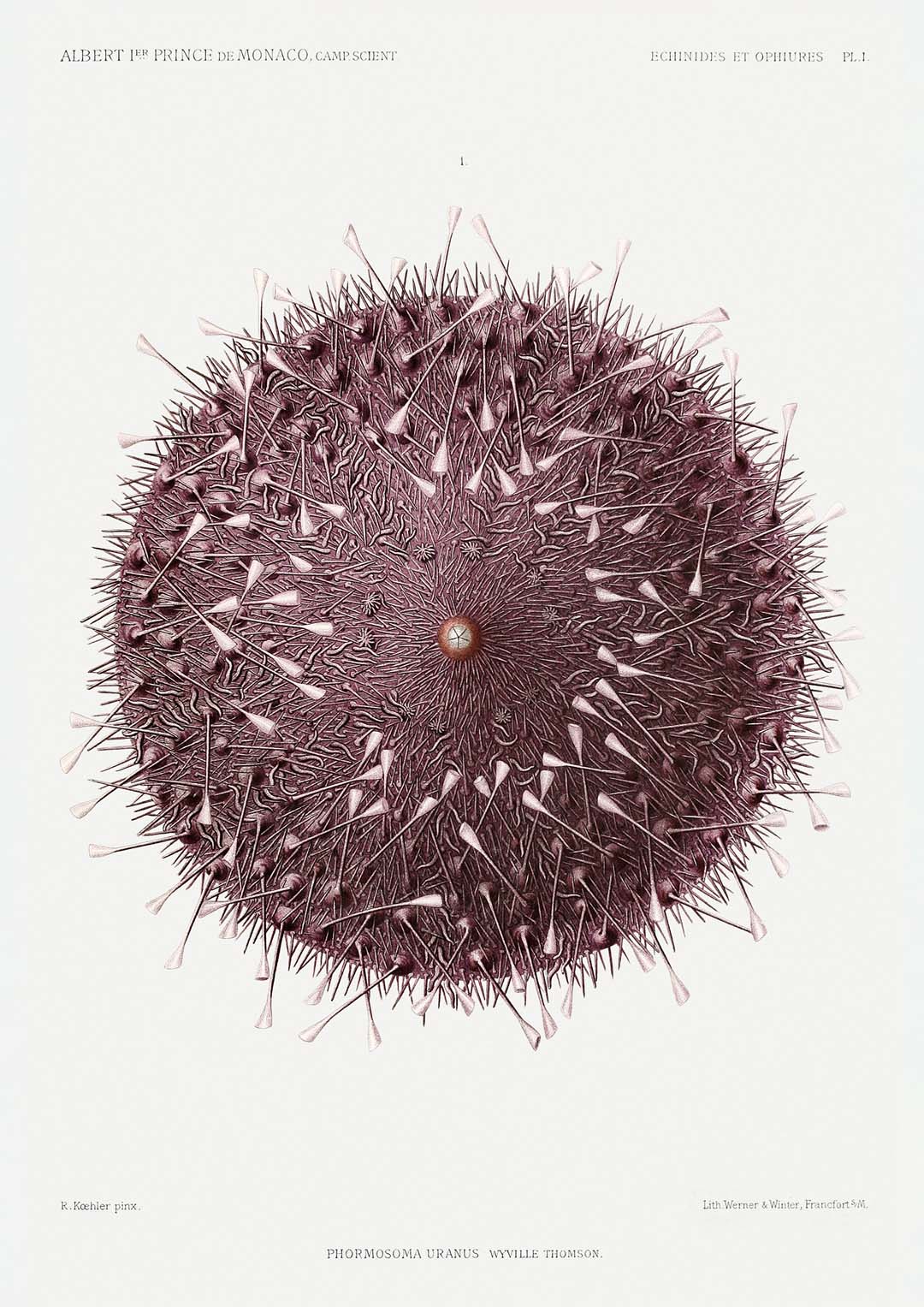 Seeigel