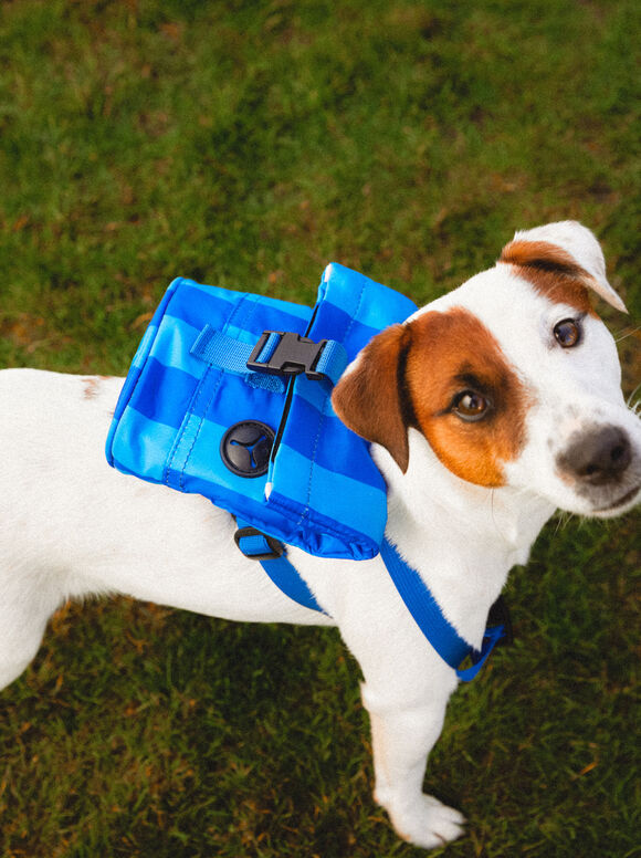 Mochila ajustável para cães - Azul