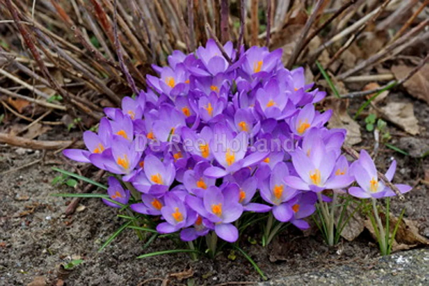 Crocus x hybridus 'Advance' Krokus 'Advance'