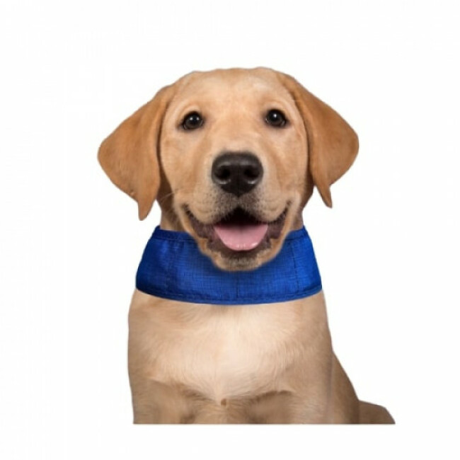 Collier rafraîchissant Aqua Coolkeeper pour chien