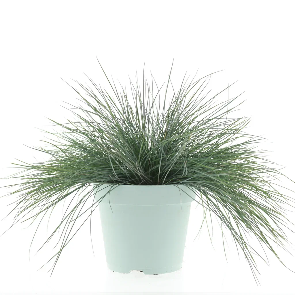 Festuca glauca 'Intense Blue' Blåsvingel 'Intense Blue' Ø17 cm