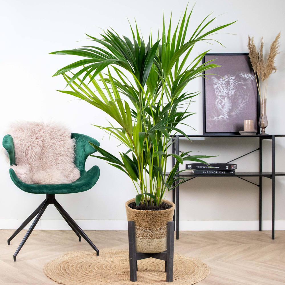 Howea forsteriana incl. Panier en jute - palmier kentia - ⌀19 cm - ↕90-100 cm