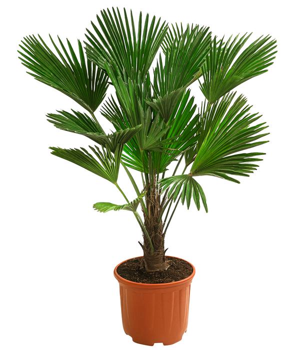 Wagners Hanfpalme
