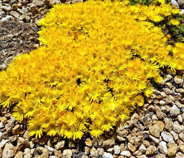 Bio Gelbe Mittagsblume