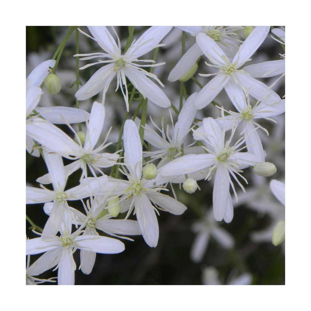 Clématite flammula/clematis flammula[-]pot de 1,5l - tuteur bambou 30/60 cm