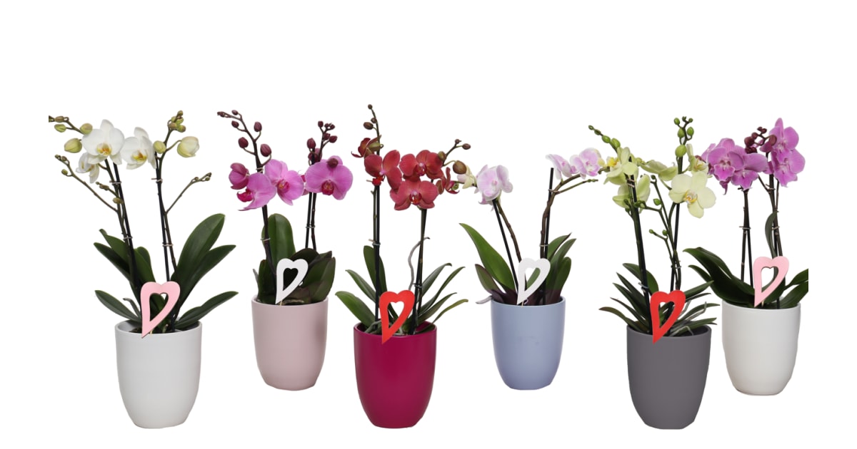 RegioBlum GMBH Orchidee 2 Trieber in Keramik