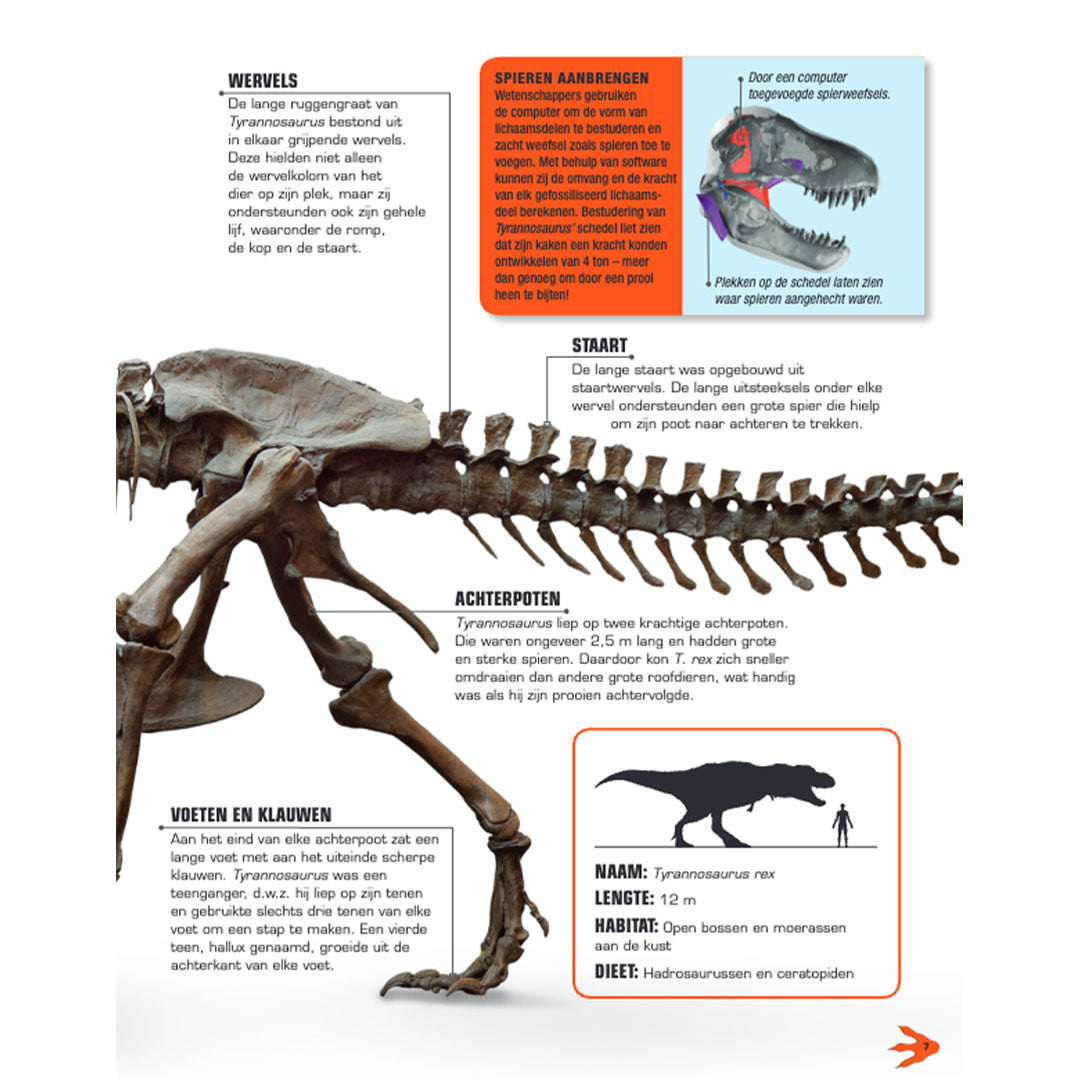 Uitgeverij lannoo bouwpakket maak je eigen t-rex