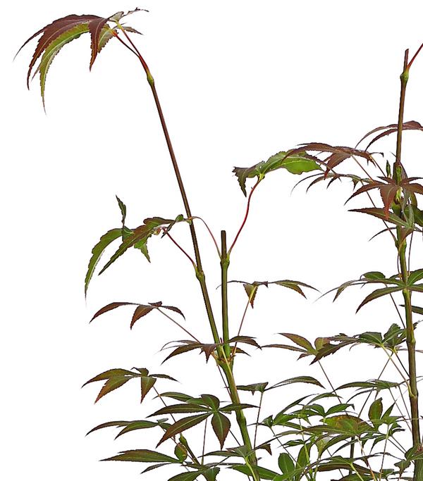 Roter Fächerahorn 'Atropurpureum'