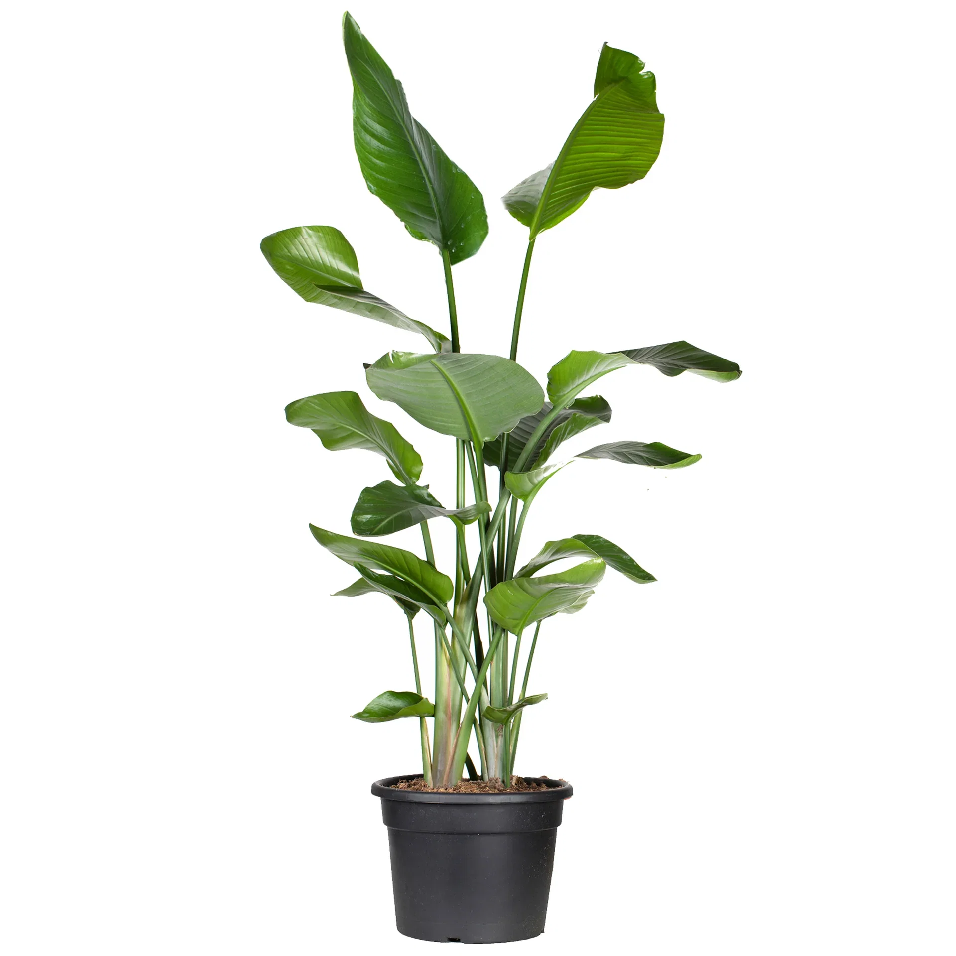 Strelitzia nicolai Strelitzia ‘Nicolai’ Høyde 170 cm