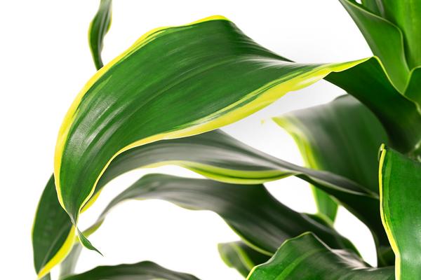 Drachenbaum - Dracaena deremensis 'Dorado'
