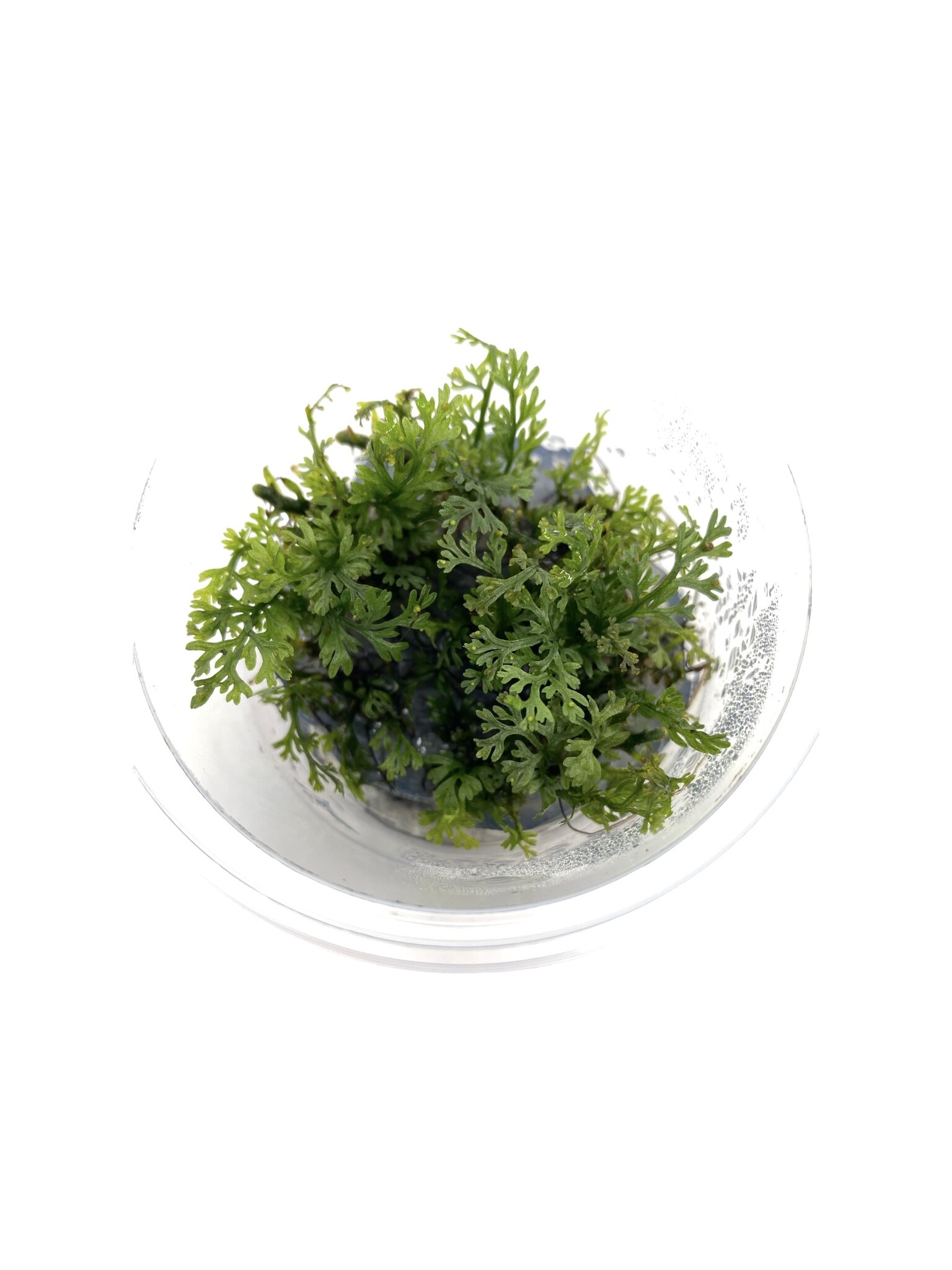 Waterplant Bolbitis Heteroclita Difformis