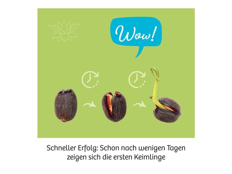Kosmos Experimentierkasten Lotusblume Einzigartiges Anzuchtset