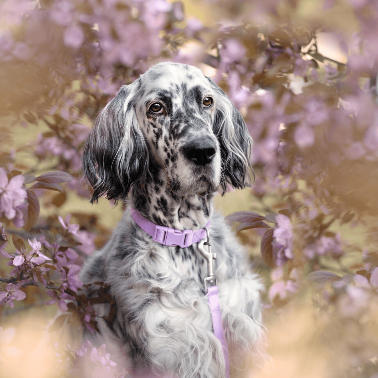 Barkalot Hundehalsband-Auslaufset flieder S