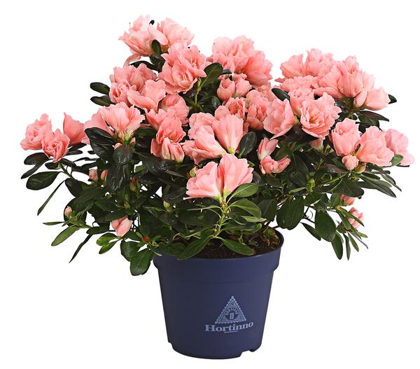 Zimmerazalee - Rhododendron simsii