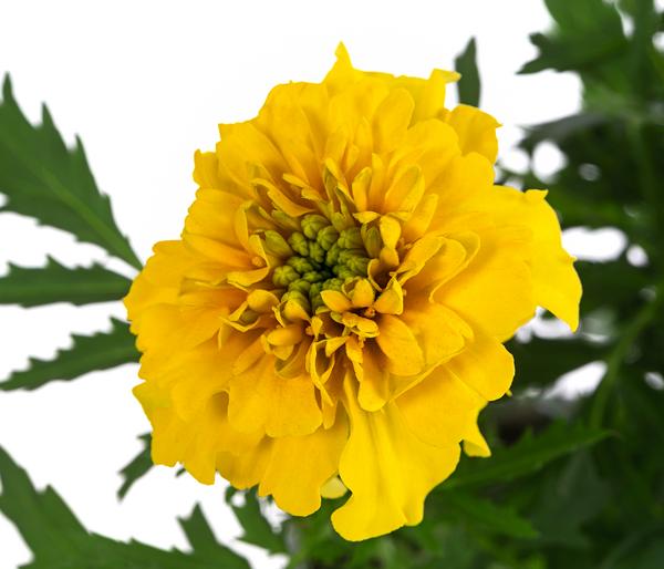 Studentenblume, verschiedene Farben