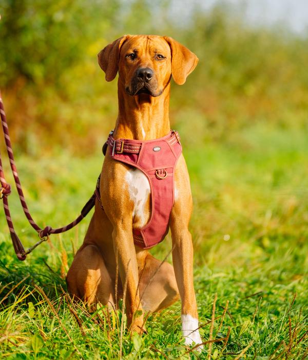 Nobby Hundegeschirr Sporty