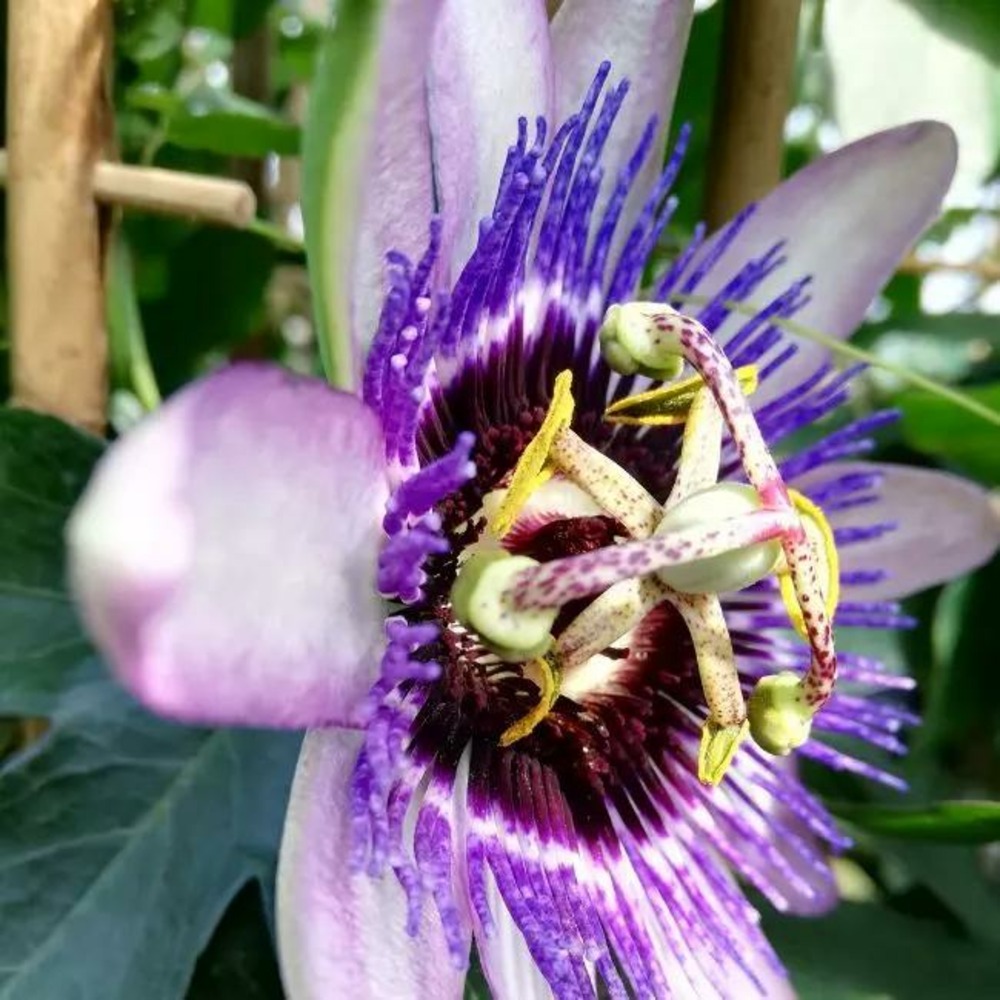 Passiflore riverside® damsel's delight' - passiflora 3l