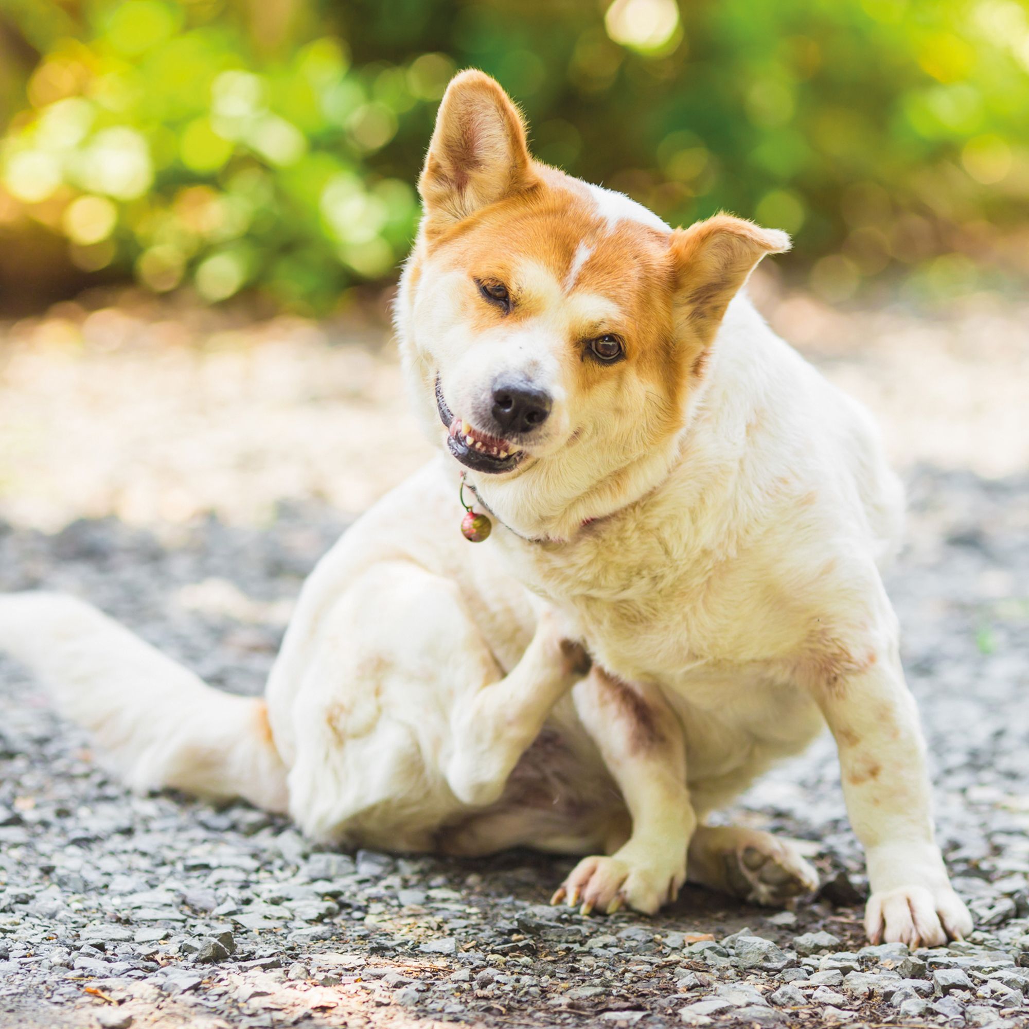 Nutrizeutikum Biotin Konzentrat - hochkonzentriert bei Fellproblemen für Hunde