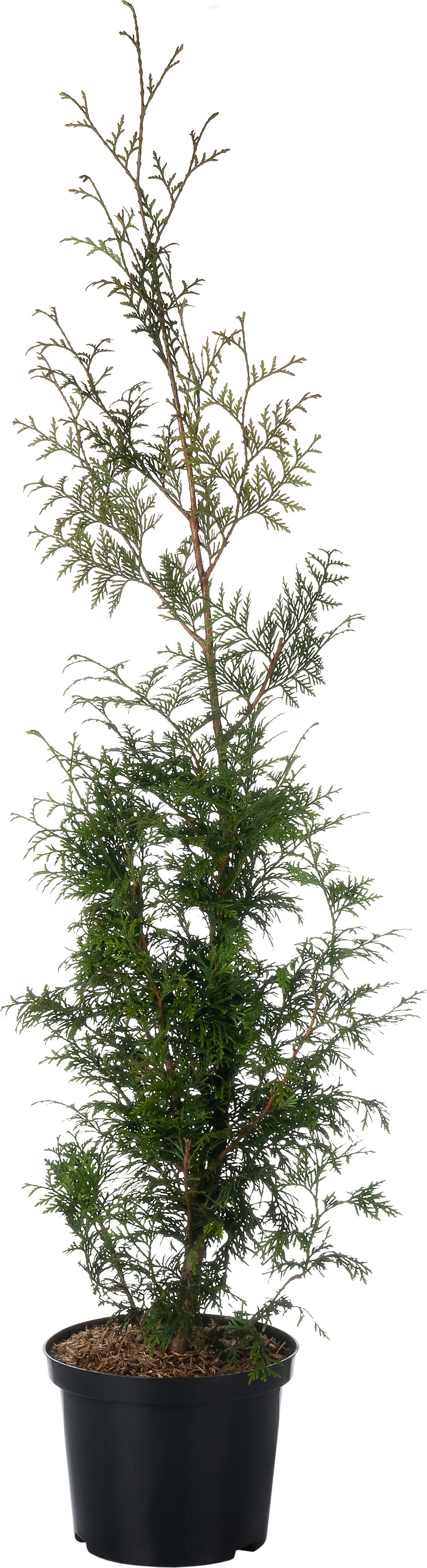 Levensboom (Thuja occidentalis 'Smaragd') D 22 H 100 cm