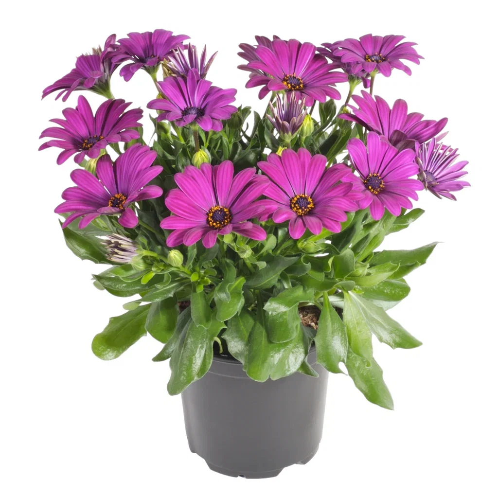 Osteospermum ecklonis Spansk Margeritt Ø11 cm