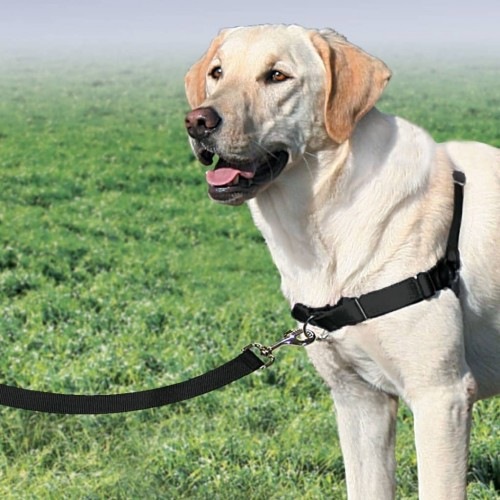 Coleira Easy Walk para cães, preta