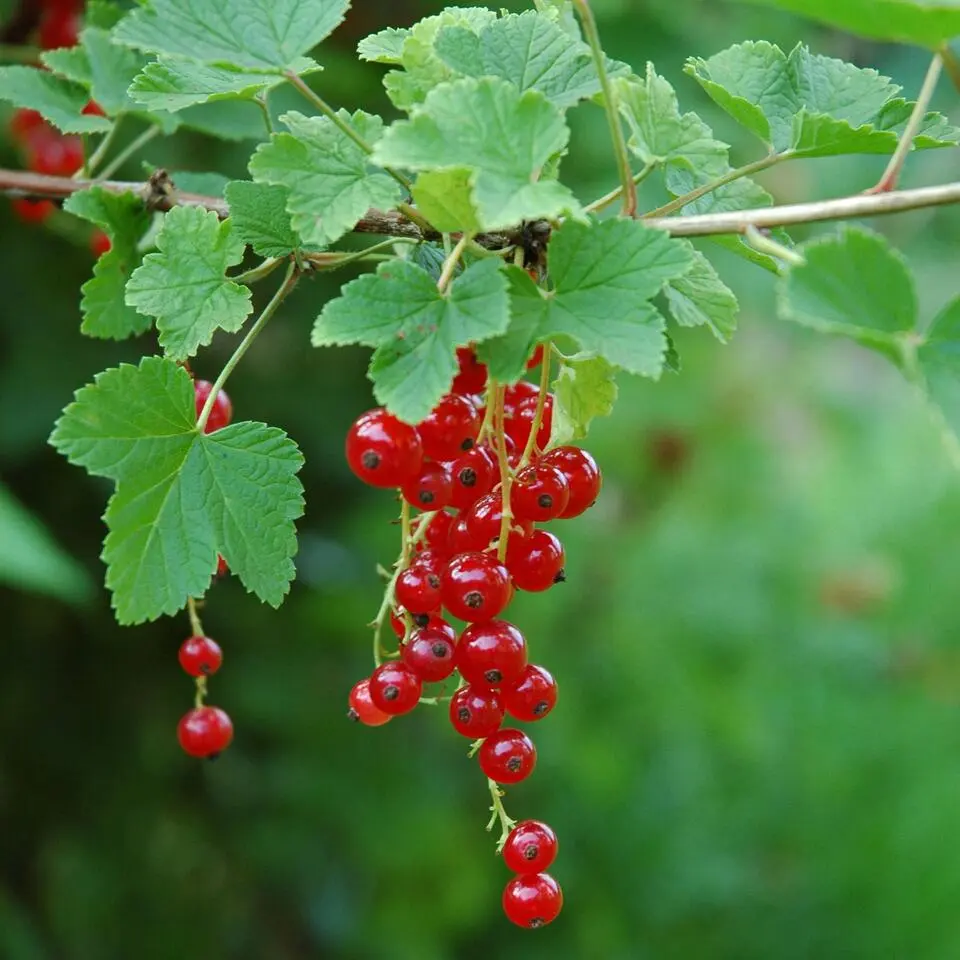 Aalbes - Set van 3 - Ribes rubrum - Hoogte 25-40cm - ⌀9cm