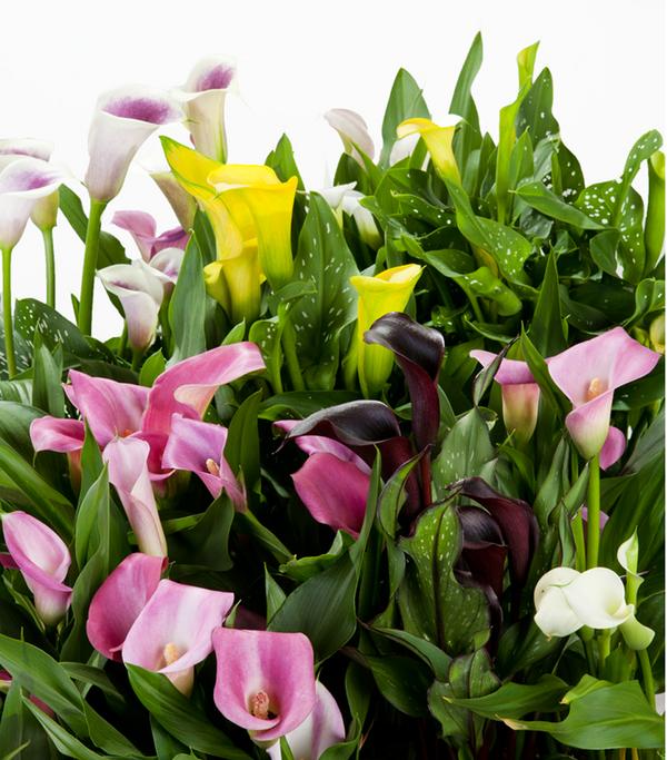 Zimmercalla - Zantedeschia albomaculata,