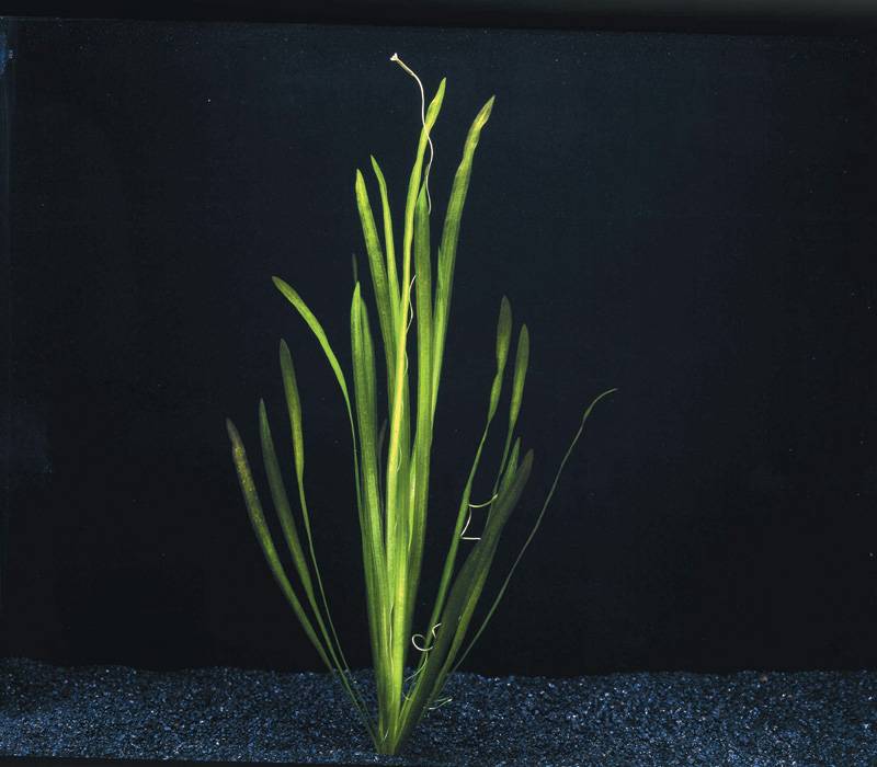 Vallisneria Spiralis Bos; gemakkelijke aquariumplant