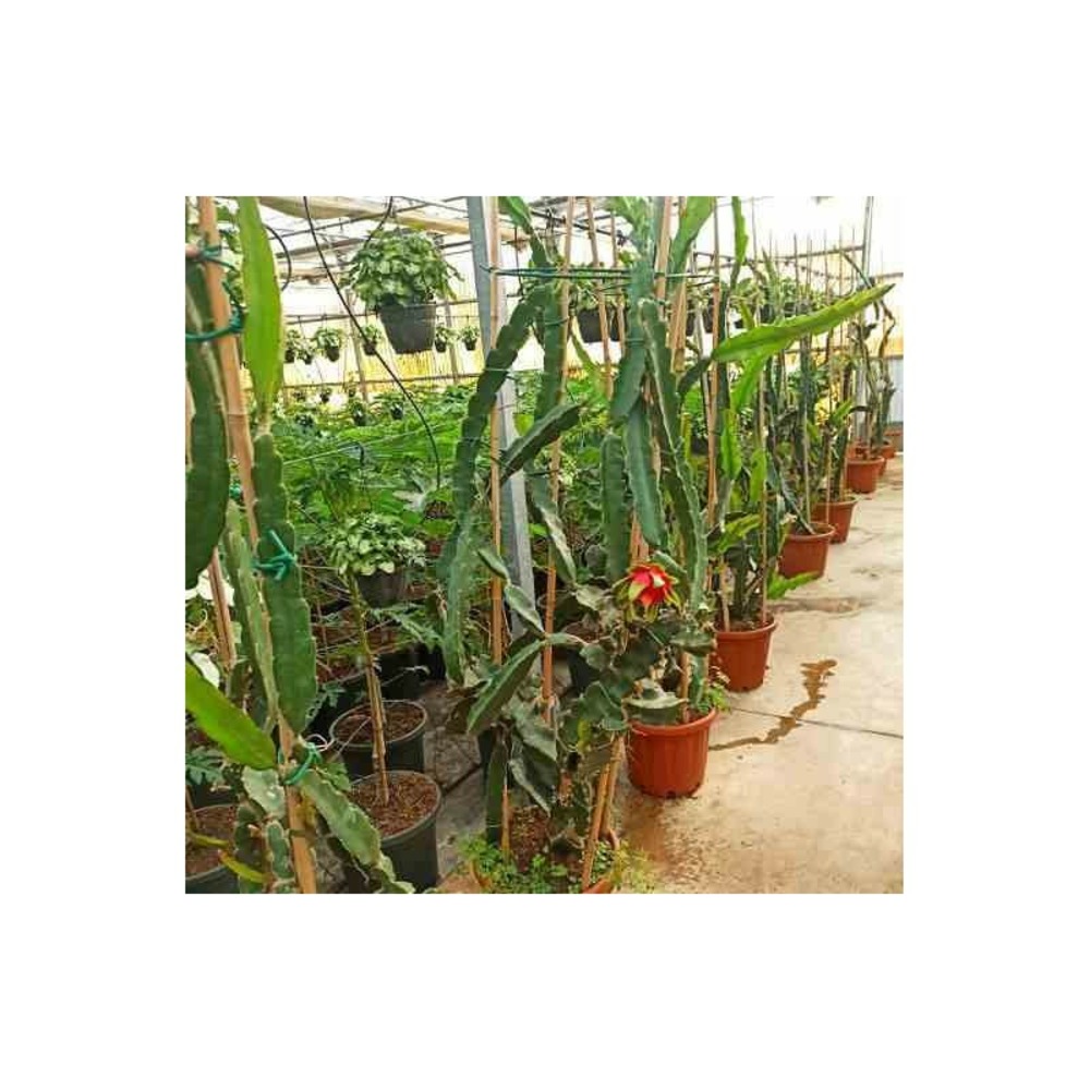 Pitaya hylocereus undatus (pitaya ou fruit du dragon) jaune - taille pot de 25l - 180/200cm