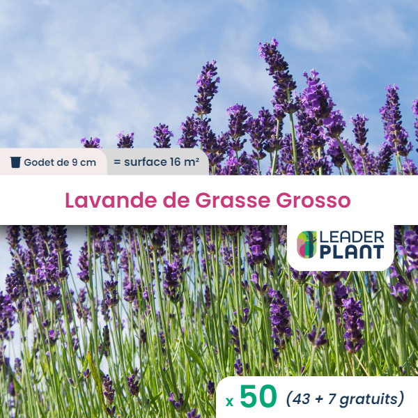 50 x lavande grosso en godet