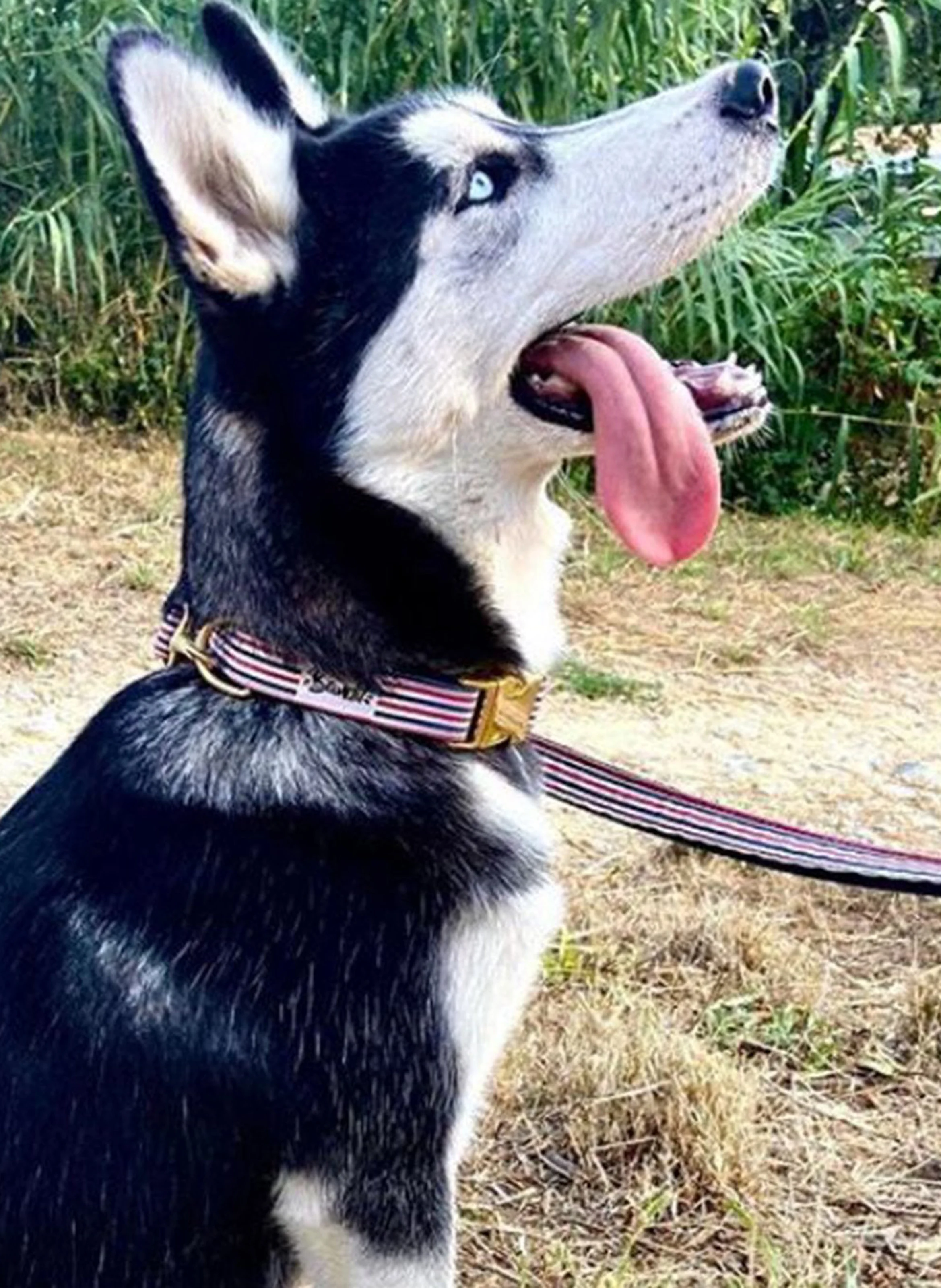 THE FRENCH BANBAN - Laisse pour chien à rayures| Bleu